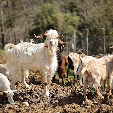 Casa Agricola Scorziello Villa Serre  Ngoại thất bức ảnh